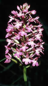 Orchidea di ambiente mediterraneo