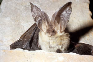 Pipistrello orecchione