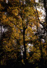 Acero campestre in autunno