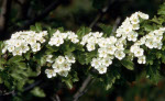 Ramoscello in fiore di biancospino